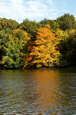 Fall on the Fox
