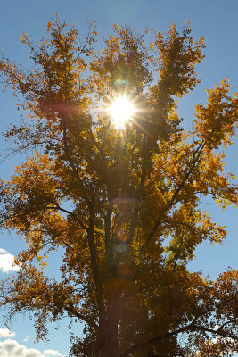 Autumn Shine