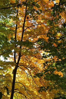 Gold Behind the Green
