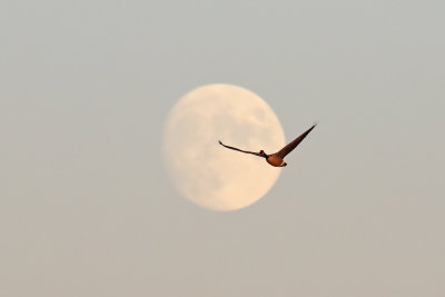 Flight by Moonlight