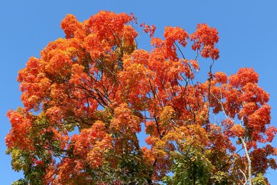 Orange at the Top