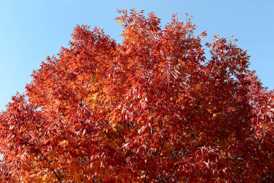 Fall Burns