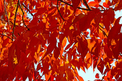 Fall Flames