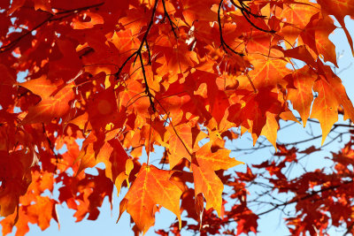 Autumn in the Air