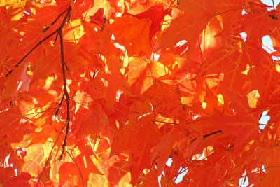 Orange Above