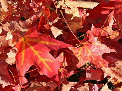 For Some Leaves