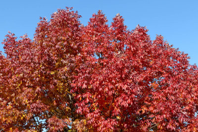 Autumn in Illinois