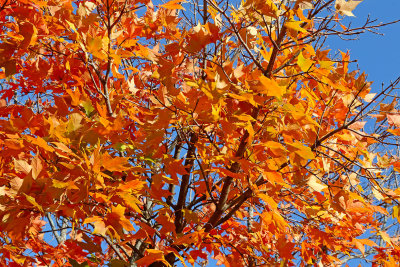 Orange in the Air