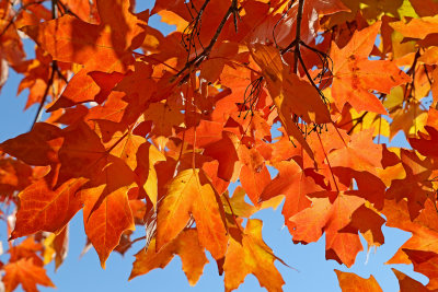 Autumn Light