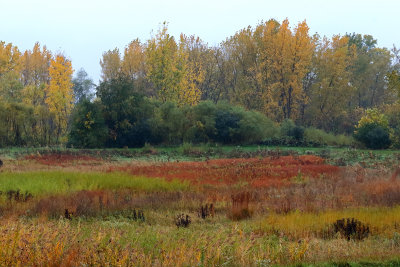 Autumn in the Rain