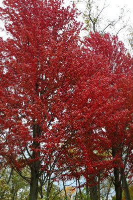 Fall Wall