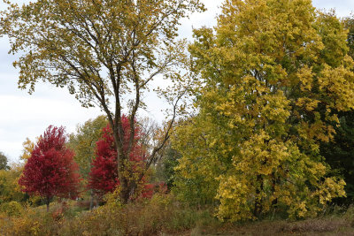 Fall at the Forest Preserve