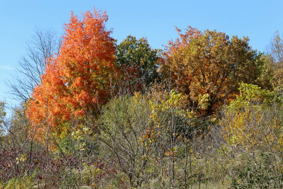 Autumn Crown