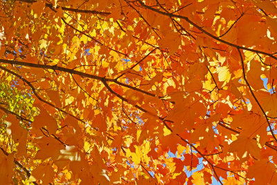 Orange Above