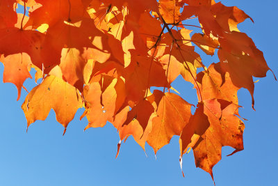 Hanging Colors