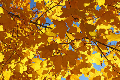 Golden Autumn