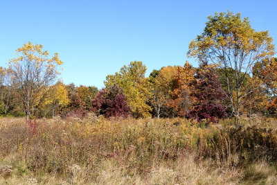 Shades of Fall