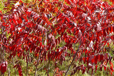 Fall's Flames