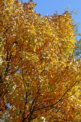 October Colors