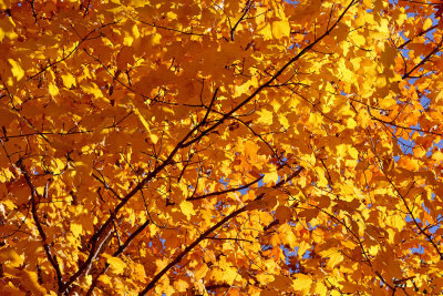 Colors in October