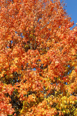 Fall Kaleidoscope 