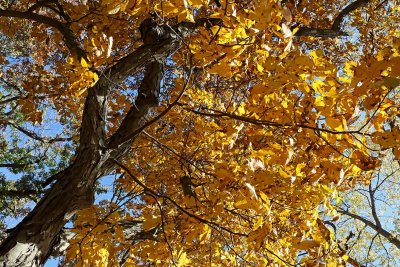 Fall Hickory