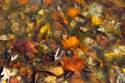 Water Colors