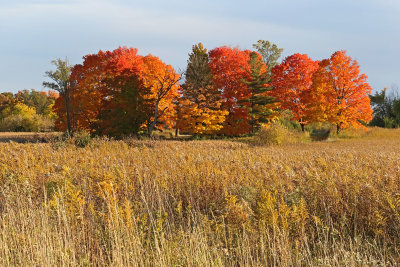 Glorious Autumn