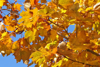 Full Fall