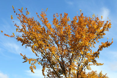 Gold and Blue