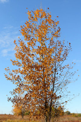 Shades of October