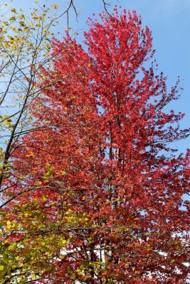 Fall Burns