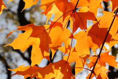 Fall Shades