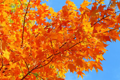 Fall Fling