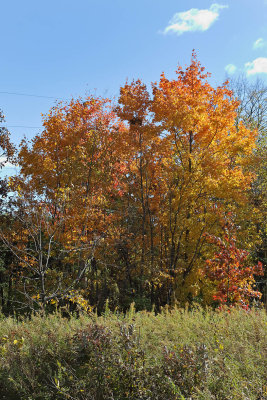 Color of the Season