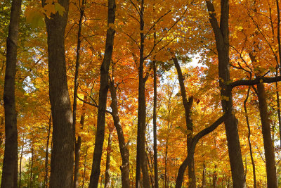 Fall in the Forest