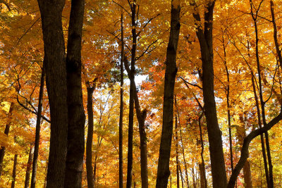 Gold Canopy