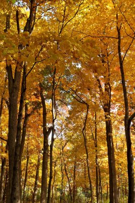 Peak Woods