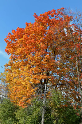 Vibrant Color
