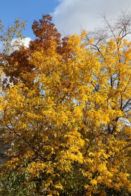 Golden Brown