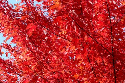 Fall Flames
