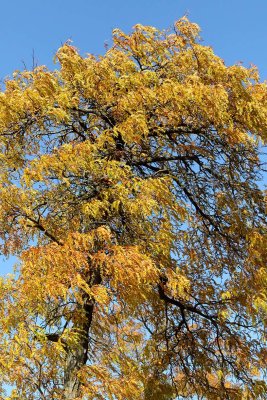 Fall Locust Leaves