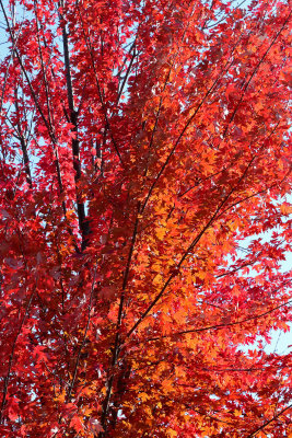 Burning Branches