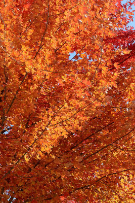 Orange in October