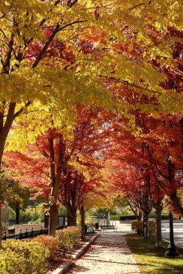 Walking Through Autumn