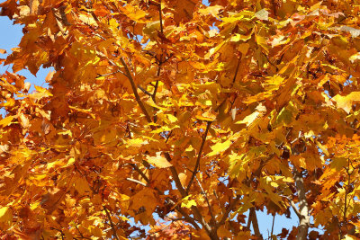 Orange in the Sun