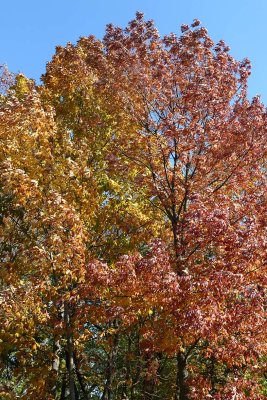Autumn Hues