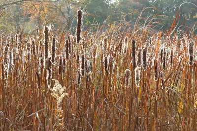Fall Cattails
