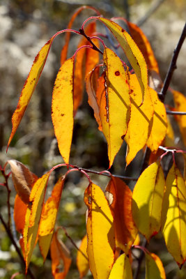 Leaves in the Light