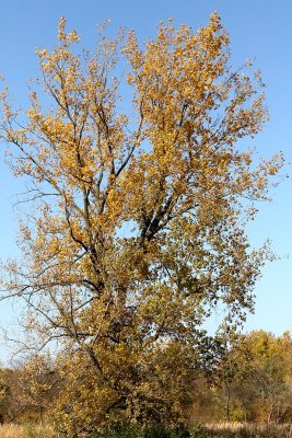 Golden Reach